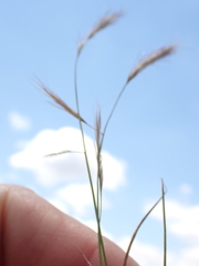 Aristida congesta barbicollis