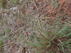 Pogonarthria squarrosa