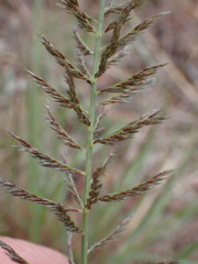 Pogonarthria squarrosa