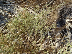 Zygophyllum indicum