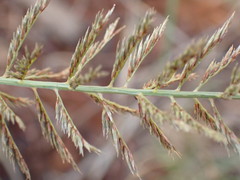Pogonarthria squarrosa