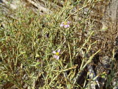 Zygophyllum indicum