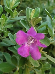 Leucophyllum frutescens