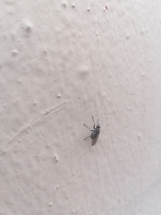 Cyclorrhapha
