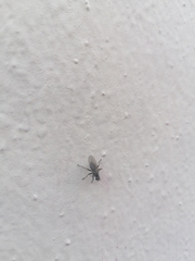 Cyclorrhapha