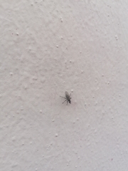 Cyclorrhapha