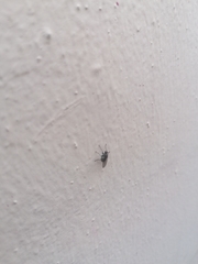 Cyclorrhapha