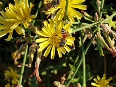 Apis florea