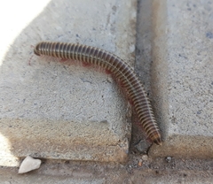 Ommatoiulus diplurus