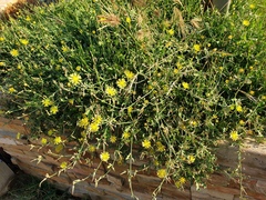 Launaea