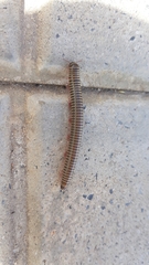 Ommatoiulus diplurus