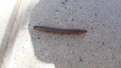 Ommatoiulus diplurus