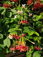 Combretum indicum