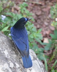 Myophonus horsfieldii