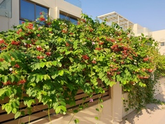 Combretum indicum