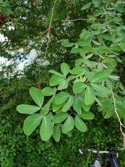 Pithecellobium dulce