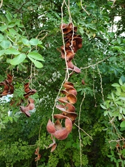 Pithecellobium dulce