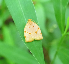 Archips rileyana