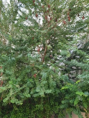 Pithecellobium dulce