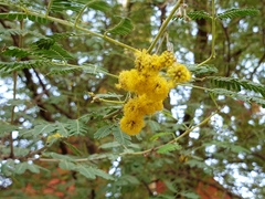 Vachellia nilotica