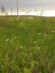 Sphallerocarpus gracilis