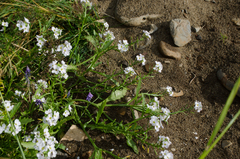 Cakile arctica