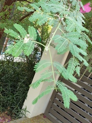 Vachellia nilotica