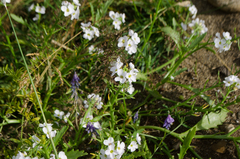 Cakile arctica