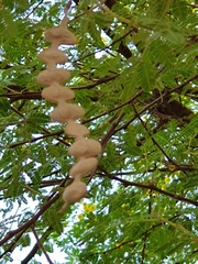Vachellia nilotica