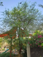 Vachellia nilotica