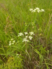 Sphallerocarpus gracilis