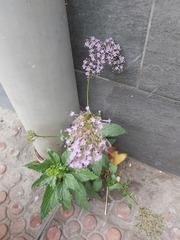 Trachelium caeruleum