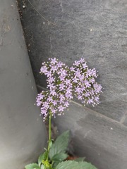 Trachelium caeruleum