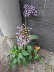 Trachelium caeruleum