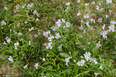 Cakile arctica