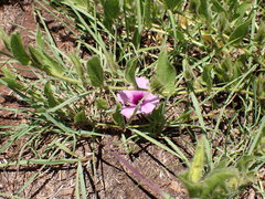 Ipomoea bathycolpos
