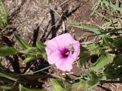 Ipomoea bathycolpos