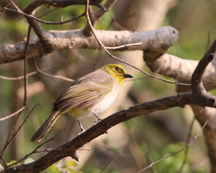 Pycnonotus xantholaemus