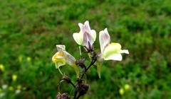 Linaria × sepium