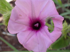 Ipomoea bathycolpos