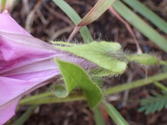 Ipomoea bathycolpos