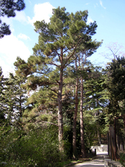 Pinus brutia eldarica