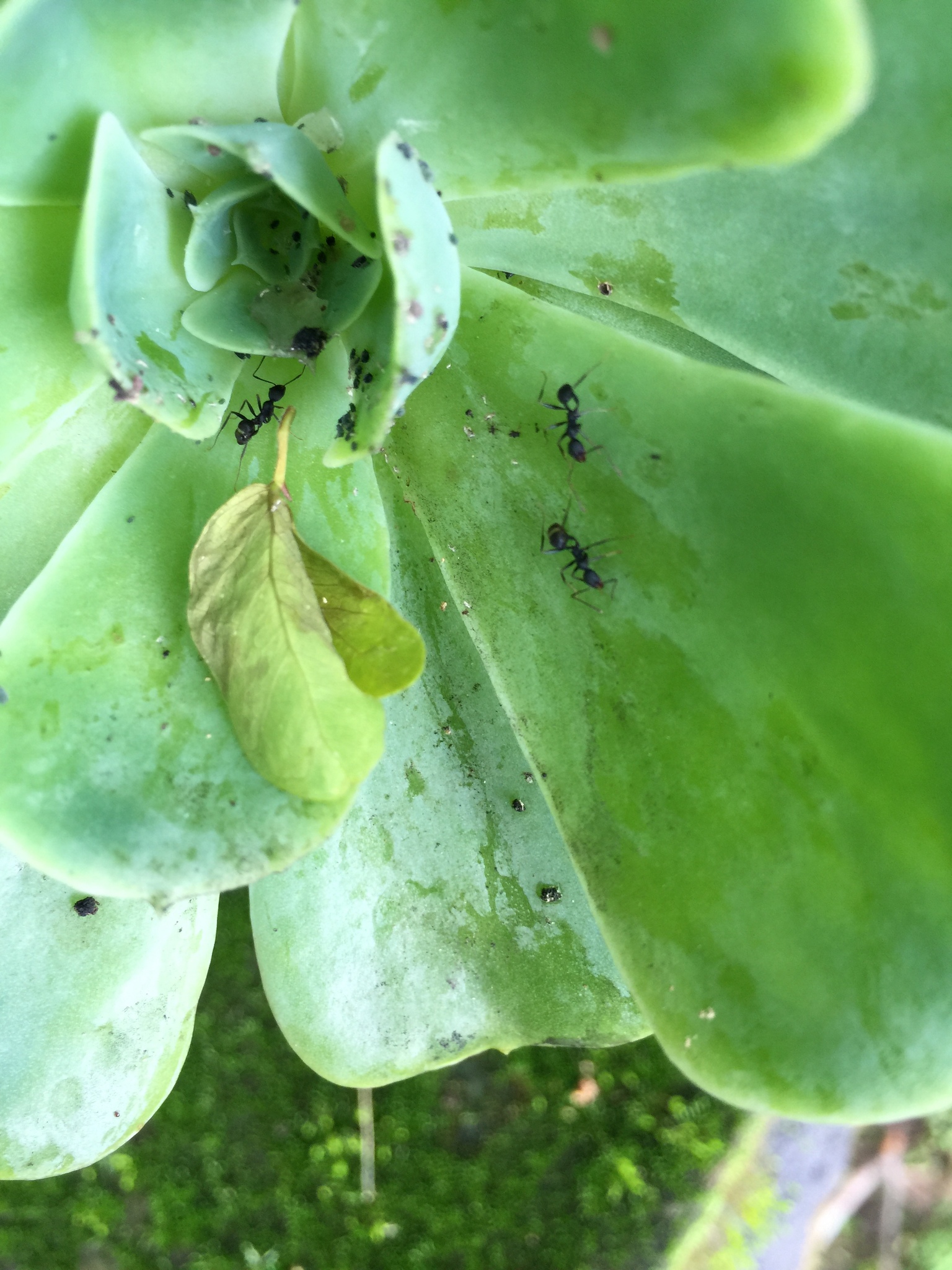Pheidole tolteca