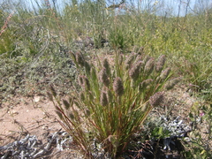 Tribolium hispidum