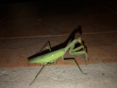 Hierodula transcaucasica