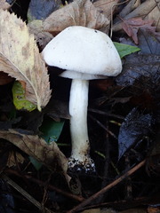 Agaricus xanthodermus