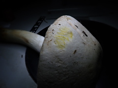 Agaricus xanthodermus