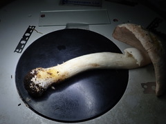 Agaricus xanthodermus
