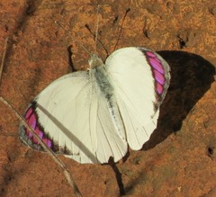 Colotis ione