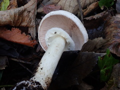 Agaricus xanthodermus